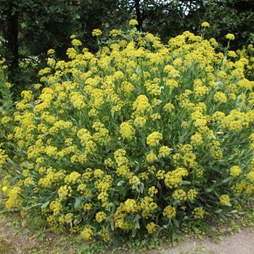Bupleurum fruticosum - Bupleuro cespuglioso