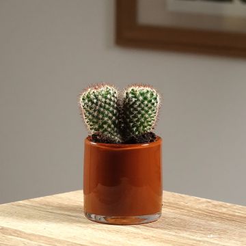 Cactus - Mammillaria spinosissima f. rubrispina 