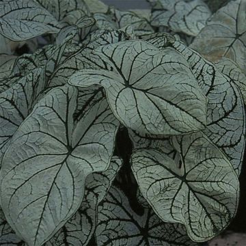 Caladium bicolor Candidum - Caladio