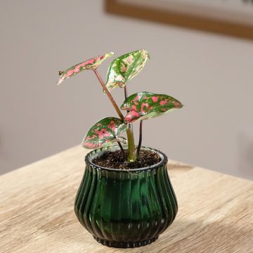 Caladium Purple Light - Caladio