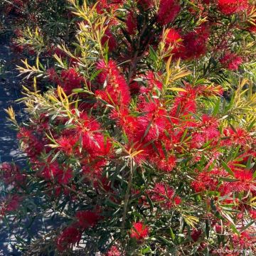 Callistemon viminalis Outback Flame - Pianta scovolino