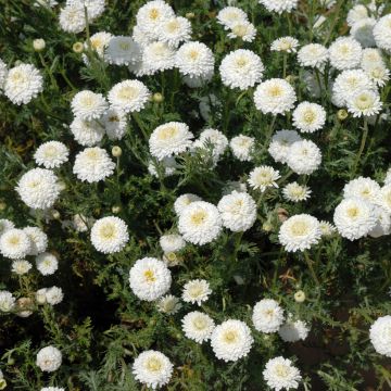 Chamaemelum nobile Ligulosum - Camomilla romana