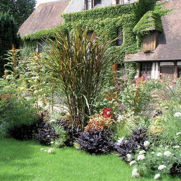 Saccharum officinarum violaceum - Canna da zucchero