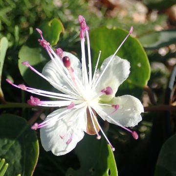 Capparis spinosa Inermis - Cappero comune