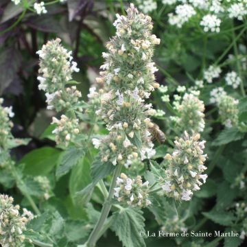 Nepeta cataria - Erba gatta NT - Ferme de Sainte Marthe