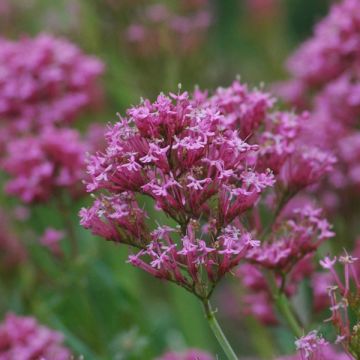 Centranthus ruber Kempenhof - Valeriana rossa