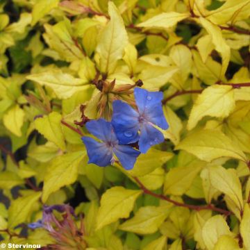 Ceratostigma willmottianum Sapphire Ring - Plumbago cinese