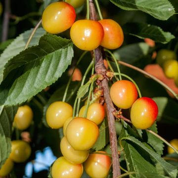 Ciliegio Bladoróżowa