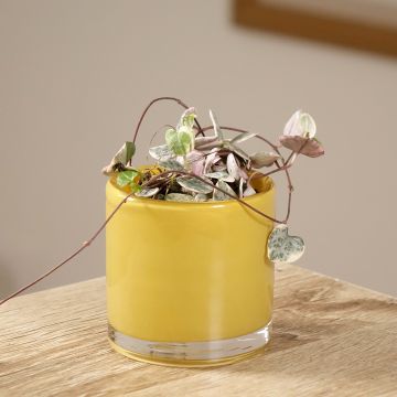 Ceropegia woodii Variegata - Collana di cuori