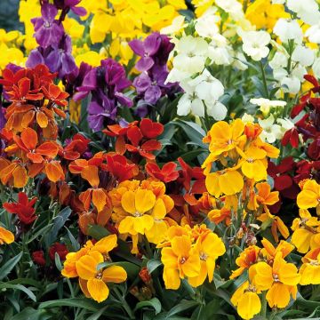 Erysimum Charity Mix - Violaciocca