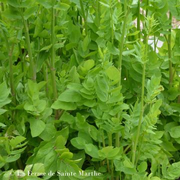 Sium sisarum Bio - Ferme de Sainte Marthe - Sedanina