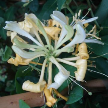 Lonicera periclymenum Scentsation - Caprifoglio atlantico