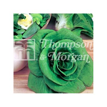 Cicoria Grumulo verde