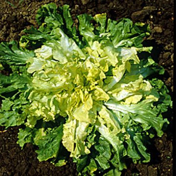 Cicoria scarola Gigante di Maraichere Margot