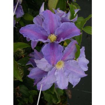 Clematis Beata - Clematide