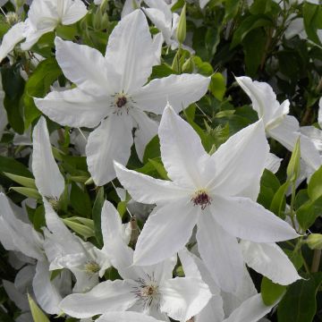 Clematis Beautiful Bride - Clematide