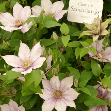 Clematis Samaritan Jo Evipo075 - Clematide