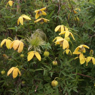 Clematis tibetana var. vernayi Orange Peel - Clematide