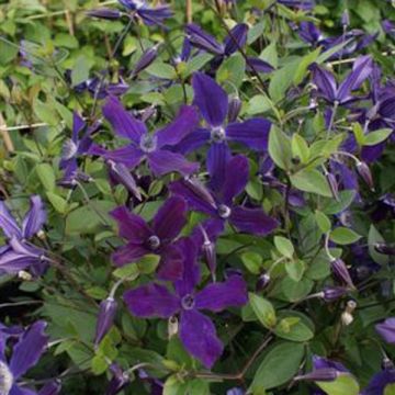 Clematis Aphrodite - Clematide
