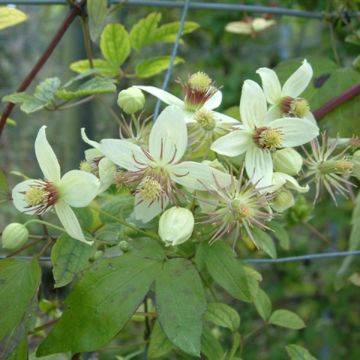 Clematis tangutica Grace - Clematide