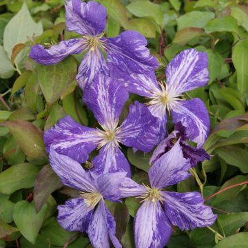 Clematis jackmanii Tie Dye - Clematide