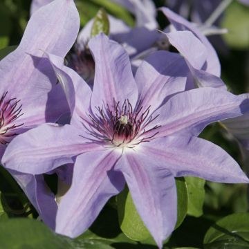 Clematis Blue Ravine - Clematide