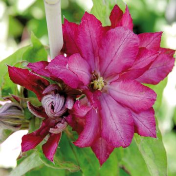 Clematis Kaen - Clematide