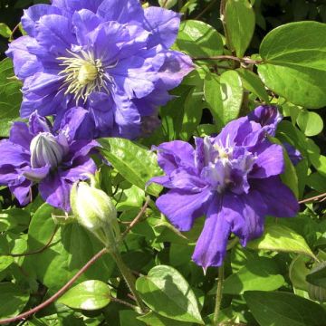 Clematis Kiri Te Kanawa - Clematide