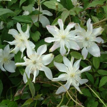 Clematis montana Jacqui - Clematide