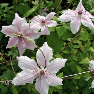 Clematis Parasol - Clematide
