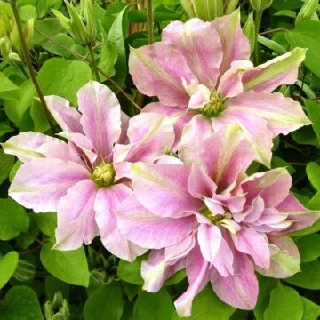 Clematis Prinsesse Alexandra - Clematide