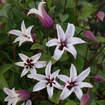 Clematis texensis Princess Kate - Clematide