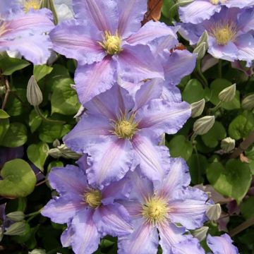 Clematis Spotlight - Clematide