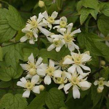 Clematis vitalba Trichotoma - Clematide