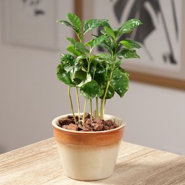 Coffea arabica - Pianta del caffè