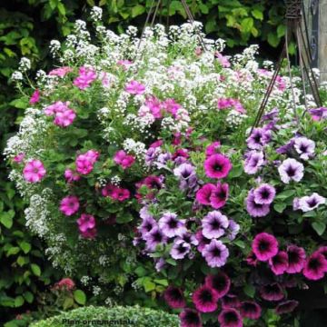 Collezione Berry Cascade