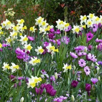 Collezione Passeggiata pastorale