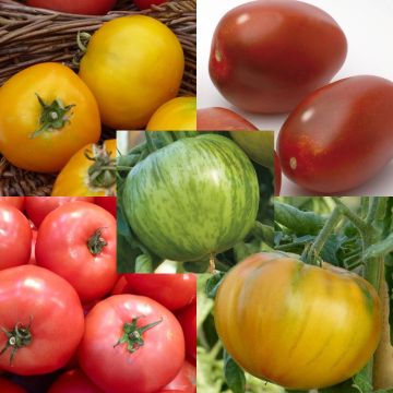 Collezione di 5 Pomodoro colorato in pianta