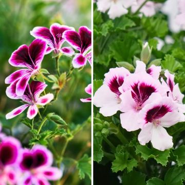 Collezione di gerani profumati anti-zanzare - Pelargonium odorante