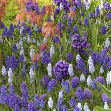 Collezione di Muscari e Giacinti