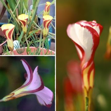 Acetosella per la casa o acetosella di primavera