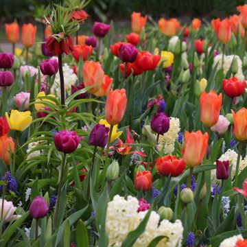 Collezione Tappeti Orientali