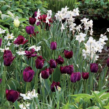 Collezione Velluto e Satinato