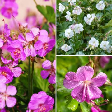 Collezione Gerani perenni tappezzanti