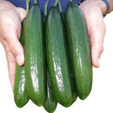 Cetriolo Crokdelis F1 (piante innestate)