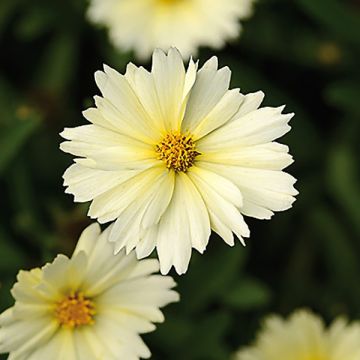 Coreopsis Uptick Cream