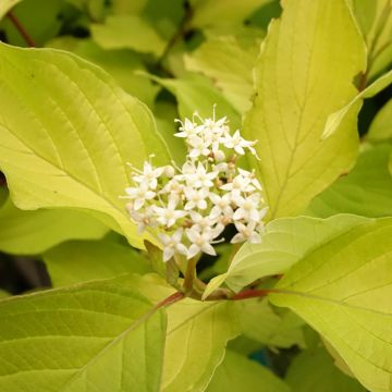 Cornus alba Aurea