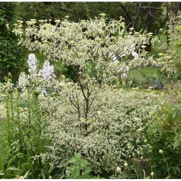 Cornus alternifolia Argentea