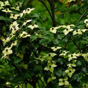 Cornus kousa Wieting's Select - Corniolo giapponese