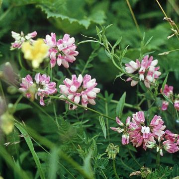 Coronilla varia - Cornetta ginestrina